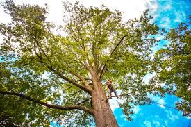 Best Stump Grinding and Removal  in Potomac Park, CA