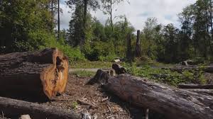 Best Seasonal Cleanup (Spring/Fall)  in Potomac Park, CA