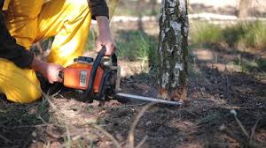 Best Tree Health Inspection  in Potomac Park, CA