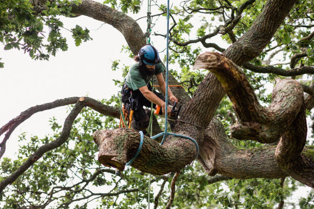 Best Arborist Consultation Services  in Potomac Park, CA