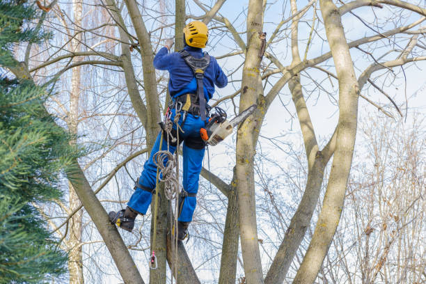 Best Palm Tree Trimming  in Potomac Park, CA