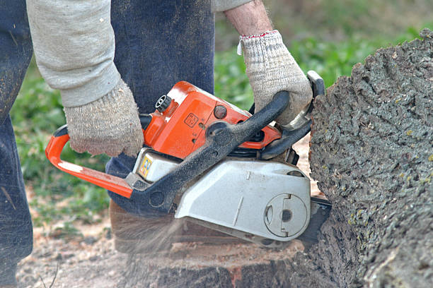 Best Storm Damage Tree Cleanup  in Potomac Park, CA