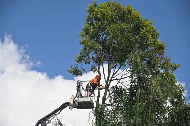 Best Tree Trimming and Pruning  in Potomac Park, CA