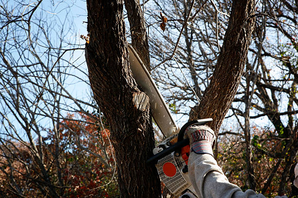 Best Aeration Services  in Potomac Park, CA