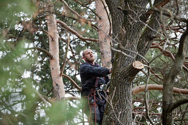 Best Hazardous Tree Removal  in Potomac Park, CA