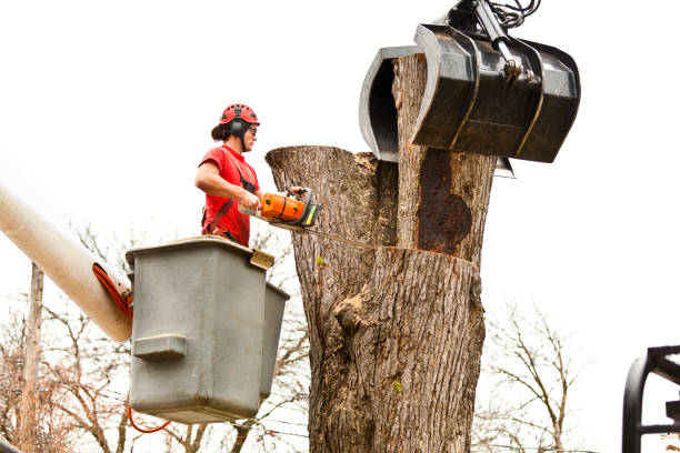Professional Tree Care in Potomac Park, CA